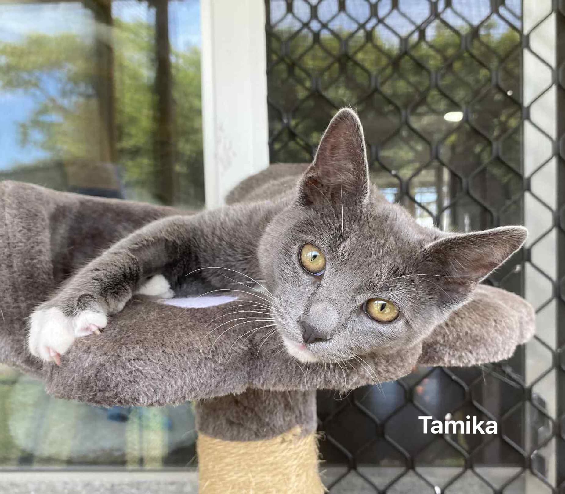Tamika Tamika